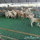 طبيب بيطري (تحصين الحلال)