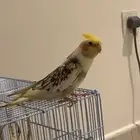 طير كروان مفقود