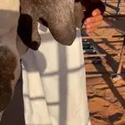 خلفه وضحاء هديه سليمه وحليبها واجد