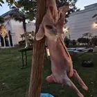 شوي ذبايح خارجي