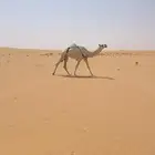 ضروبه