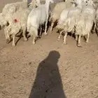 غنم حريه مجنوي معه فحل ورغث ومضاريع 17