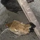 دجاج بلدي للبيع