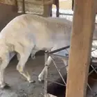 عندي خروف كفو كفو شرط من إلا أمراض السن توه طالع رباع