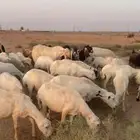 غنم رفيدي مهجن مع حري للبيع