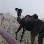 للبيه رحول ابل كفوا