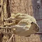 طلي حري