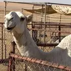 للبيع قعود ابوه بعير الأمير سلطان بن محمد