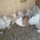 سلام عليكم9اجوزز أرانب فرنسي العمر شهر ونص حوله 6اجواز حمام