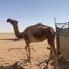 للبيع الضريبه الطيبه