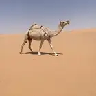خلفه