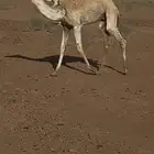 للبيع قعود سمين