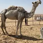 ناقة وضحا ضريبة