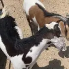 تيوس للبيع العدد 9 مضمونه ونظيفه باذن الله سبحانه