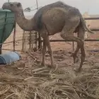 للبيع ضرايب