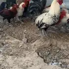 ديوك عربي وترثه