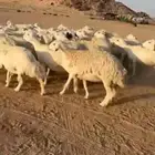 غنم مراح واحد