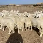 ذبايح حريات