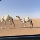 ضروبه