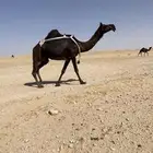 عشرا
