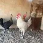 ديكه