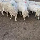 غنم حريه مراح دفيع ومطافيل ومقرعه بلفحل26