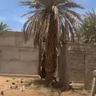 نخل   بالشملي