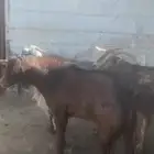 تيس للبيع مشروط فحل السن رباع