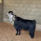 فحل عارضي مشروط