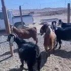 الخرج القصيعه