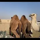 قعدان للبيع العمر 10 شهور