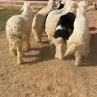 طليان نجد كفوو