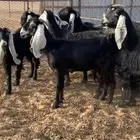 جفرات عوارض صنف الصنف شي فاخر