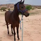 خيل شعبي