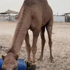 بعير احمر ساحلي