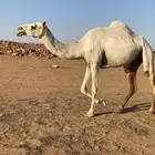 ظريبه بكره ثنيه