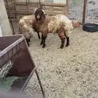 المدينه المنوره