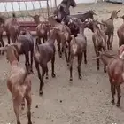 معزاء