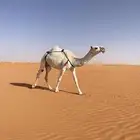 ضروبه