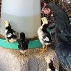 دجاجه شامو مع فروخها