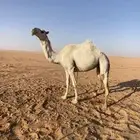 لقحه