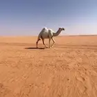 بكره باتليه