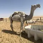 ناقة وضحا ضريبة