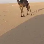 بكره