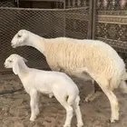 رخل خلفه صنف الصنف تحت رخل