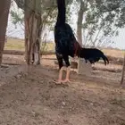 دجاج شامو القنفذه القوز