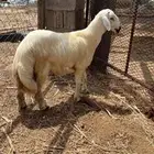 للبيع خروف حري