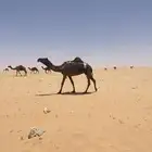 لقحه