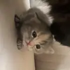 قطط