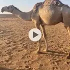قعود